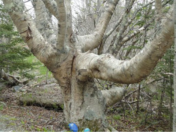 Mature birch
