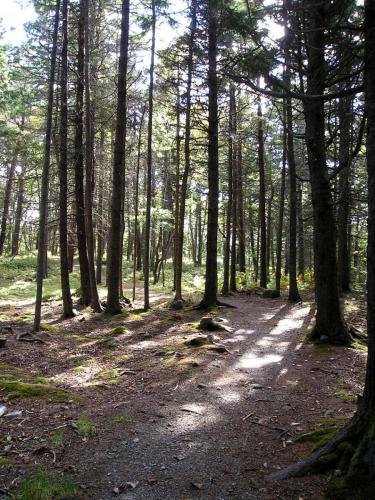 sentier au forêt | forest pathway