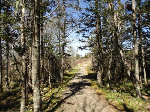 sentier au forêt | forest pathway